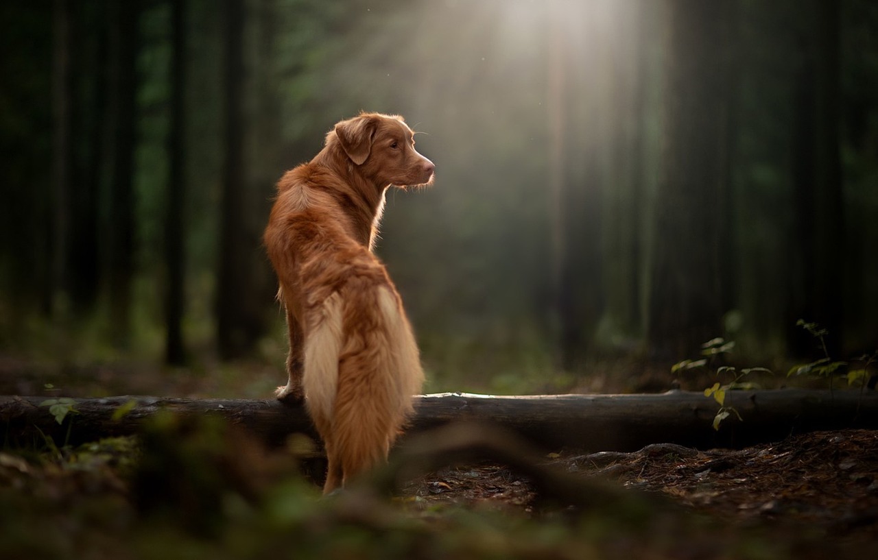 How to Make Your Own Homemade Dog Treats